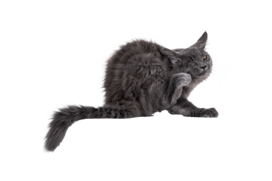 Majestic solid blue Maine Coon cat kitten, sitting up side ways. Scratching with hind paw on head. Isolated cutout on a transparent background.