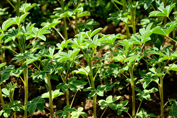 Lupinen,  Körnerlupinen,  Lupinus spp. im Jungstadium, Mehrblattstadium