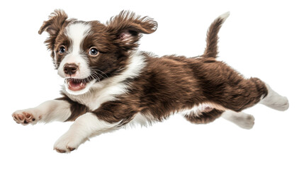 Obraz premium border collie puppy isolated on white background 