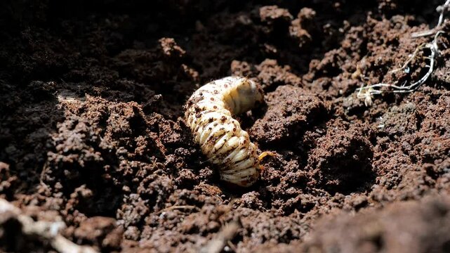 Close up 4k video of the beetle larvae found in compost piles are formed when beetles lay their eggs in animal feces, so they are found after the compost pile has been spread out to dry.	