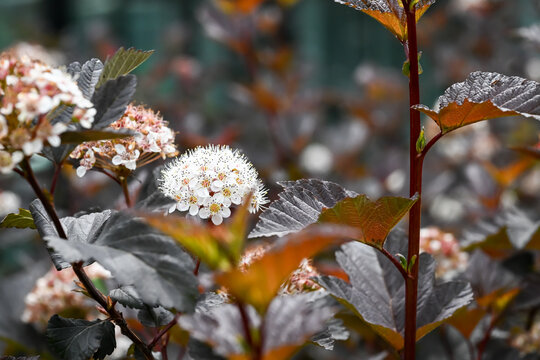 Beautiful blooming ninebark flowers.