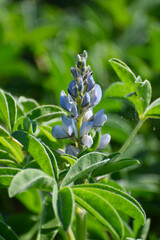 Blaue Lupine,  Lupinus angustifolius , Blüte