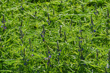 Blaue Lupine,  Lupinus angustifolius , Blüte