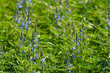 Blaue Lupine,  Lupinus angustifolius , Blüte