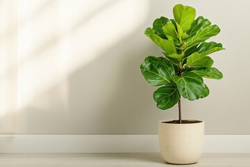 Indoor potted fiddle leaf fig plant showcasing vibrant green leaves against a neutral wall in a sunlit room