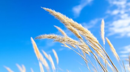 Golden Wheat Stems Swaying Against Vivid Blue Sky and White Clouds in Open Field : Generative AI