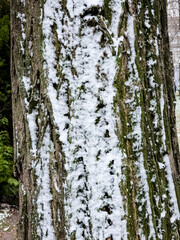 Obraz premium The bark of an acacia tree is covered with snow in winter