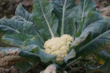 Freshly bloomed cauliflower in the garden, Cauliflower growing in the garden, Cauliflower harvest...