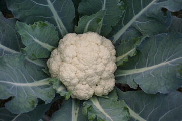 Freshly bloomed cauliflower in the garden, Cauliflower growing in the garden, Cauliflower harvest...