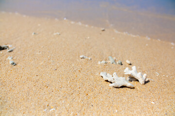 Corals on the sand on the seashore. Seascape background, sandy shore with corals and shells.