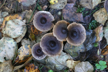 Cortinarius decipiens, commonly known as sepia webcap, wild mushroom from Finland