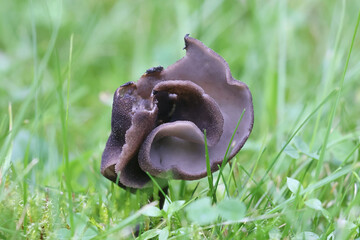 Helvella pezizoides, saddle fungus from Finland, no common English name