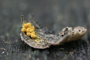 Hemitrichia abietina, also called Trichia abietina, slime mold from Finland, no common English name
