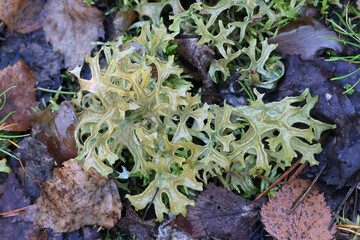 Iceland moss, Cetraria islandica, earlier used in breads and porridges, lichen from Finland