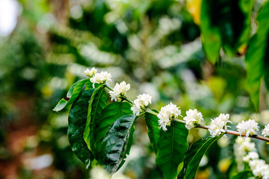 Beautiful coffee bushes in the flowering stage. Coffee flower.