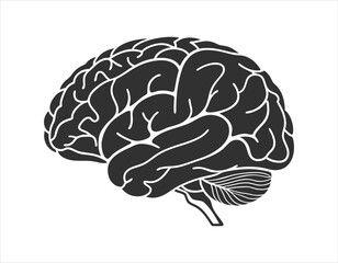 vector graphic of a brain highlighting cerebral cortex and cerebellum, ideal for scientific presentations and health-related content.