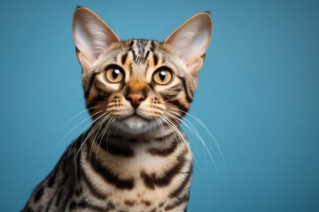 Obraz premium Portrait of a funny bengal cat on soft gray background