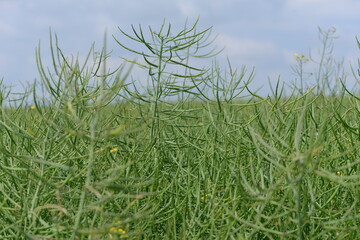 Raps,  Winterraps,  Brassica napus L., Schotenbildung