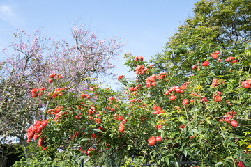 Beautiful roses in garden.