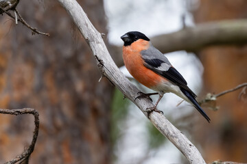 Obraz premium Eurasian bullfinch