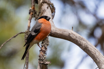 Eurasian bullfinch