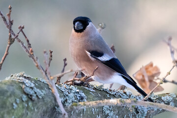 Eurasian bullfinch