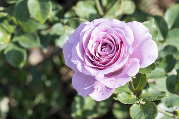 Beautiful rose in garden.