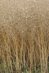 Raps,  Winterraps,  Brassica napus L.,  Erntereif