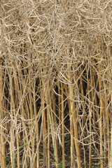 Raps,  Winterraps,  Brassica napus L.,  Erntereif