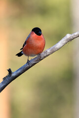 Eurasian bullfinch