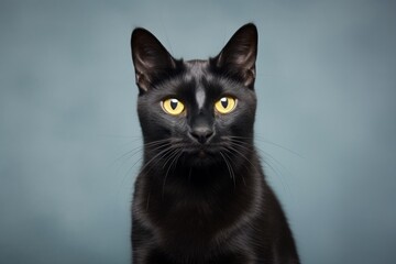 Obraz premium Portrait of a funny bombay cat isolated in soft gray background