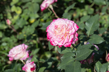 Beautiful roses in garden.