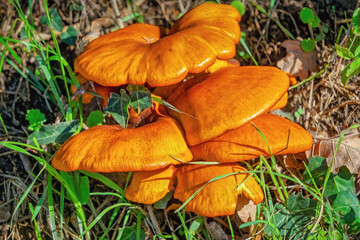 mushrooms in the grass, Groznjan, Istria, Croatia, Europe, October 2024