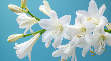 Fototapeta premium Elegant white lilies in full bloom against a soft blue background