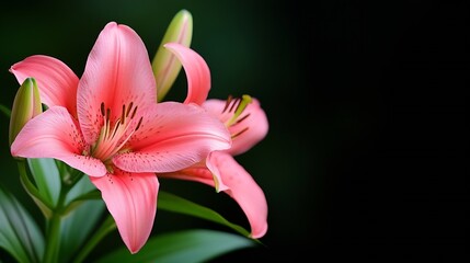 Fototapeta premium Elegant Pink Lily Blossoms Against a Dark Background Perfect for Floral Designs : Generative AI