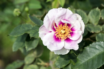 Beautiful rose in garden.