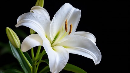 Fototapeta premium Elegant White Lily Flower in Full Bloom Against a Dark Background Highlighting its Delicate Petals : Generative AI