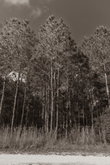 This black-and-white photograph captures the towering pine trees along the Flatwoods Loop in New Tampa, their tall, slender trunks stretching upwards into the sky. The stark contrast between light and