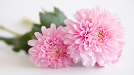 Delicate Pink Chrysanthemums Elegantly Arranged on White Surface : Generative AI