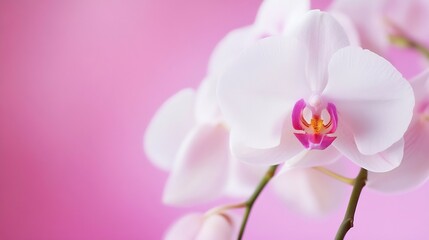 Delicate White Orchid against Soft Pink Background for Elegant Floral Art : Generative AI