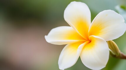 Naklejka premium Plumeria Flower in Soft Focus Showcasing Delicate White Petals with Yellow Center : Generative AI