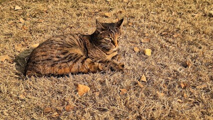 A view of a street cat sitting on the yellow grass