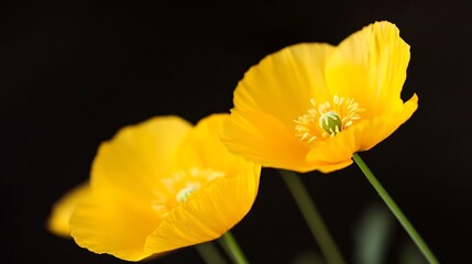 Vibrant Yellow Poppies Blooming Gracefully Against a Dark Contrasting Background : Generative AI