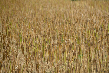 Raps,  Winterraps,  Brassica napus L.