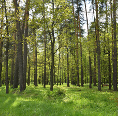 Forest with pine and birch trees on a sunny summer day