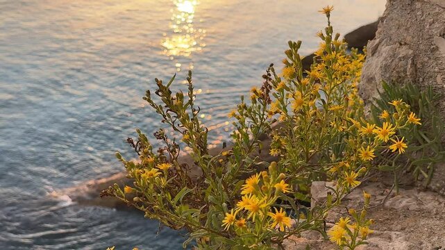 Yellow flowers on sea shore with golden reflections on the water in evening.