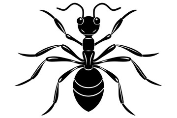 spider isolated on white background