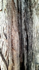 A close-up of a tree trunk showing its rough texture with cracks and depressions