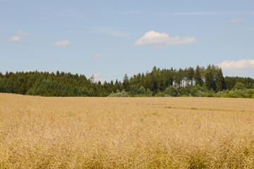 Obraz premium Raps, Winterraps, Brassica napus L., Erntereif