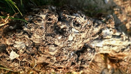 Abstract texture of the roots of a tree protruding from the soil